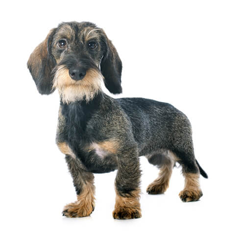 Wiry 2025 haired dachshund